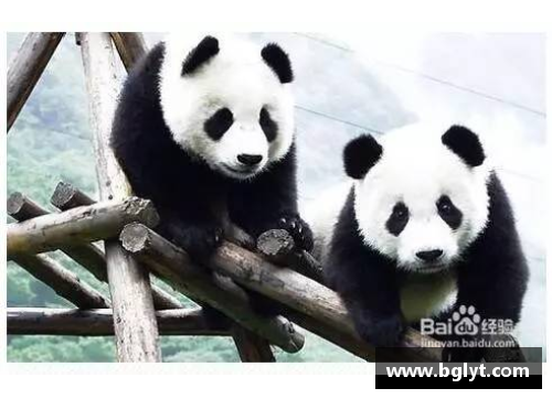 熊猫体育沃尔夫斯堡主场不敌哈德斯菲尔德，排名依旧稳定 - 副本