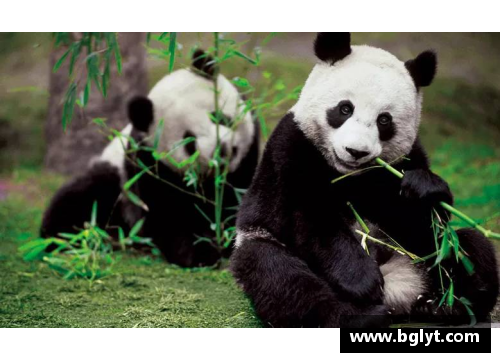 熊猫体育端午节：传统与文化的双语之旅
